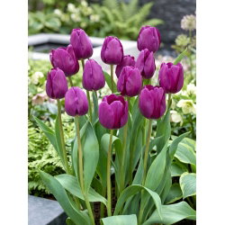 Tulipan fioletowy - Violet - GIGA paczka! - 250 szt.