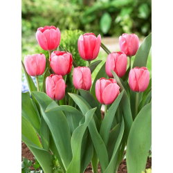 Tulipan Pink Impression - 5 cebulek