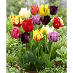 Tulipan papuzi mix - Parrot mix - GIGA paczka! - 250 szt.