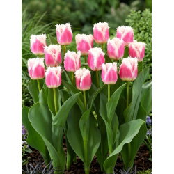 Tulipan Hawaii - GIGA paczka! - 250 szt.
