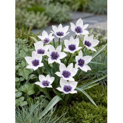 Tulipan Alba Coerulea Ocul - duża paczka! - 50 szt.