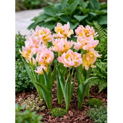 Tulipan Password - 5 szt.