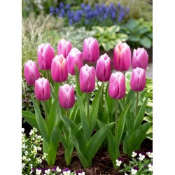 Tulipan Holland Beauty - 5 szt.