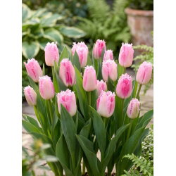 Tulipan Edinburgh - 5 szt.