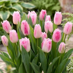 Tulipan Edinburgh - 5 szt.