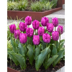 Tulipan papuzi fioletowy - Parrot purple - 5 szt.