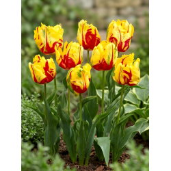 Tulipan Texas Flame - duża paczka! - 50 cebulek
