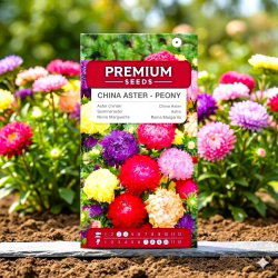 Aster chiński peoniowy - 450 nasion