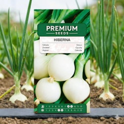 Cebula zimująca Hiberna - 500 nasion