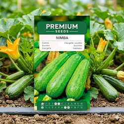 Cukinia Nimba - 12 nasiona
