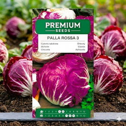 Cykoria sałatowa radicchio Palla Rossa 3 - 360 nasion