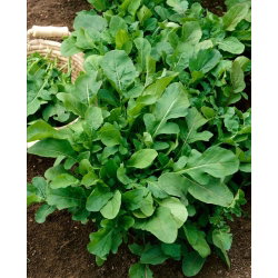 Rukola  - Eruca Sativa - NA TAŚMIE