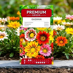Gazania lśniąca - 130 nasion