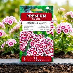 Goździk brodaty Holborn Glory - 450 nasion