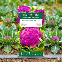 Kalafior o róży fioletowej Di Sicilia violetto - 54 nasion