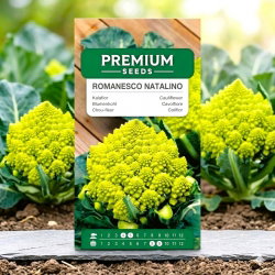 Kalafior o róży zielonej Romanesco natalino - 270 nasion