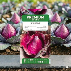 Kapusta czerwona Kalibos - 270 nasion