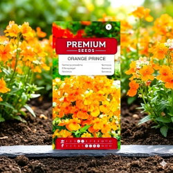 Nemezja powabna Orange Prince - 1000 nasion