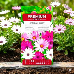 Osteospermum - 35 nasion
