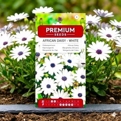 Osteospermum białe - 35 nasion