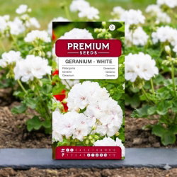 Pelargonia biała - 10 nasion