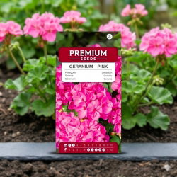Pelargonia różowa - 10 nasion