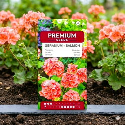 Pelargonia rabatowa łososiowa - 10 nasion