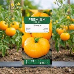 Pomidor gruntowy Jantar - 150 nasion