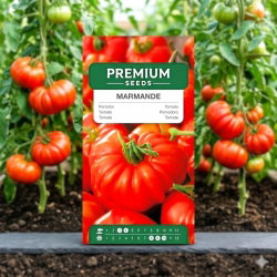 Pomidor Marmande - 200 nasion