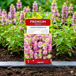 Monarda, Pysznogłówka cytrynowa - 180 nasion