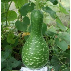 Tykwa pospolita KOBRA - 7 nasion
