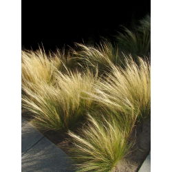 Ostnica mocna Pony Tails - 100 nasion