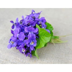 Fiołek Wonny ( Viola Odorata ) - 120 nasion