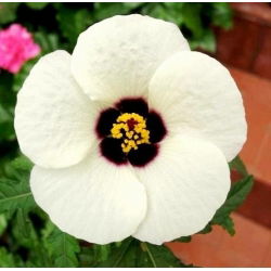 Ketmia południowa - 220 nasion