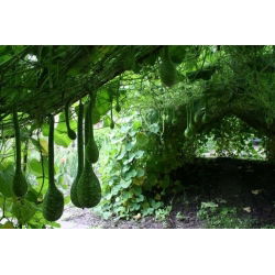 Tykwa pospolita KOBRA - 7 nasion