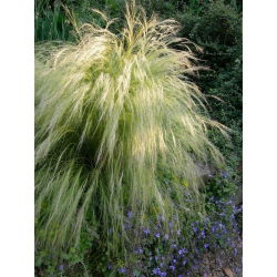 Ostnica mocna Pony Tails - 100 nasion