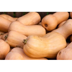 Dynia piżmowa - Butternut - 16 nasion