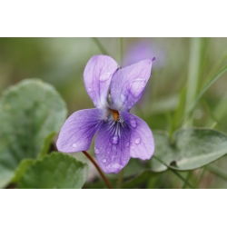 Fiołek Wonny ( Viola Odorata ) - 120 nasion