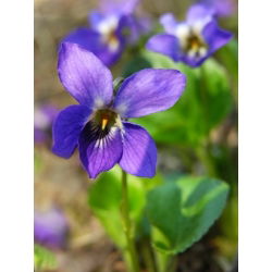 Fiołek Wonny ( Viola Odorata ) - 120 nasion