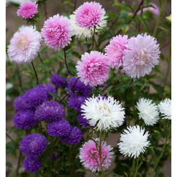 Aster chryzantemowy - 450 nasion