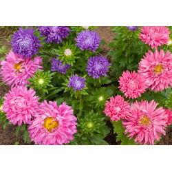 Aster chryzantemowy - 450 nasion