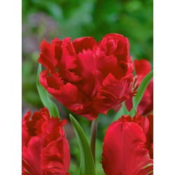 Tulipan Erna Lindgreen - opak. 5 szt.