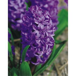 Hiacynt Purple Star - 3 cebulki