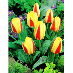 Tulipan Gluck - 5 cebulek