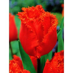 Tulipan Noranda - 5 cebulek