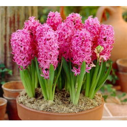 Hiacynt Pink Pearl - 3 cebulki
