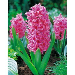 Hiacynt Pink Pearl - 3 cebulki
