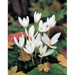 Krokus Jesienny Ochroleucus - 10 cebulek
