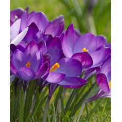 Krokus Ruby Giant - 10 szt.