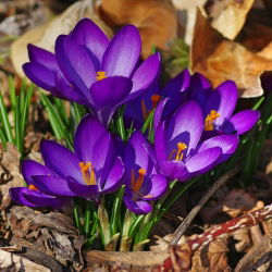 Krokus Ruby Giant - 10 szt.